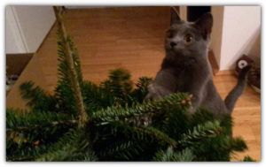 Campino mit ihrem ersten Weihnachtsbaum